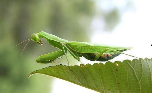 螳螂吃瓜图片,自然界的餐桌奇观