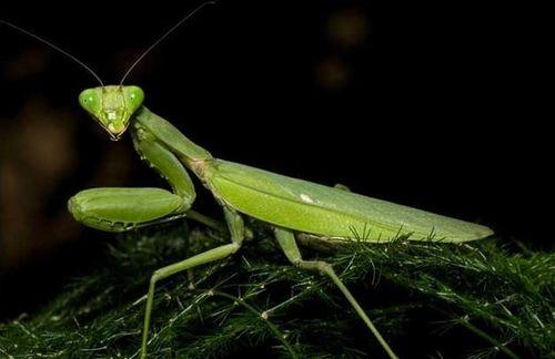 螳螂吃瓜图片,自然界的餐桌奇观