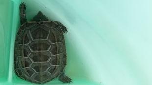 龟龟吃瓜不观察,龟龟吃瓜不观察的智慧启示