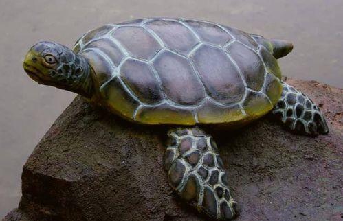 龟龟吃瓜不观察,龟龟吃瓜不观察的智慧启示