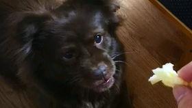 狗子天台吃瓜,一场意外引发的欢乐盛宴