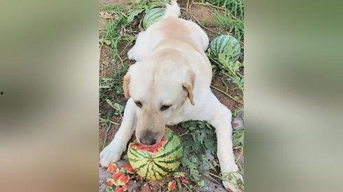 狗子天台吃瓜,一场意外引发的欢乐盛宴