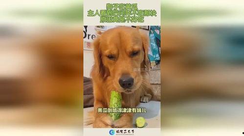 狗子天台吃瓜,一场意外引发的欢乐盛宴