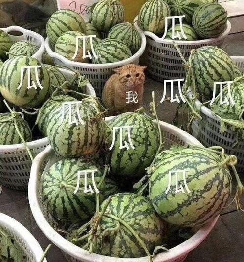 吃瓜太多的人,人生百态尽收眼底