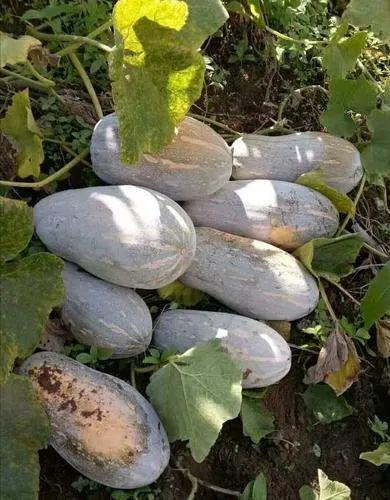 云南 吃瓜 女,揭秘网络红人的崛起之路