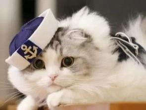 猫咪吃瓜配乐视频,猫咪吃瓜配乐视频，萌态十足！