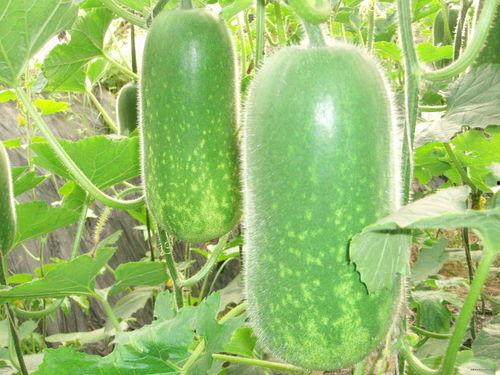 满田吃瓜后续,揭秘娱乐圈背后的秘密与真相