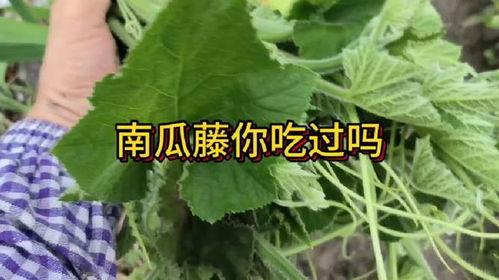 天天吃瓜吃不腻的说说,揭秘“天天吃瓜吃不腻”的神奇魅力