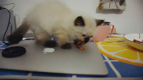 猫可以吃土瓜,揭秘猫咪为何偏爱土瓜之谜