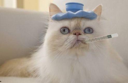 猫可以吃土瓜,揭秘猫咪为何偏爱土瓜之谜