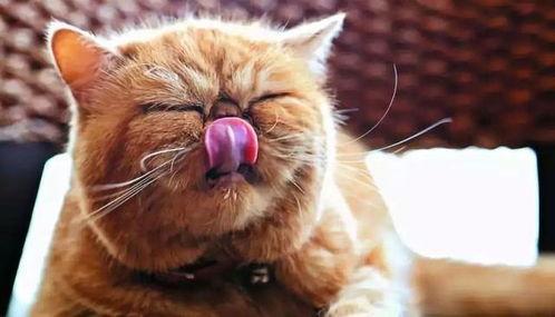 猫可以吃土瓜,揭秘猫咪为何偏爱土瓜之谜