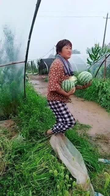 梦见弟媳摘瓜给我吃,弟媳摘瓜的温馨启示