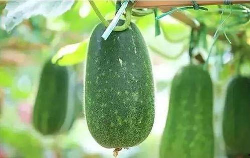 解暑吃瓜场面图片,瓜果飘香欢乐多