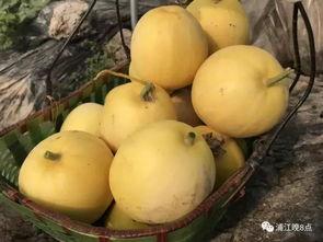 泉州吃瓜活动,吃瓜活动盛况空前，全民共享清凉时光