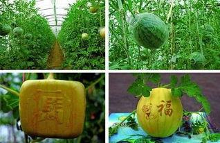 穿越古代草民吃瓜,草民视角下的吃瓜日常