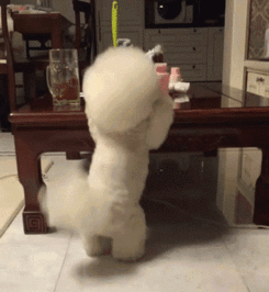 比熊犬吃瓜,瓜果时光