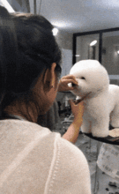 比熊犬吃瓜,瓜果时光