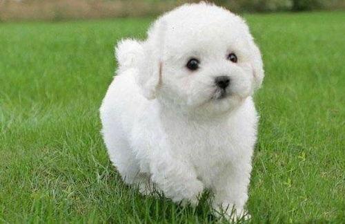 比熊犬吃瓜,瓜果时光