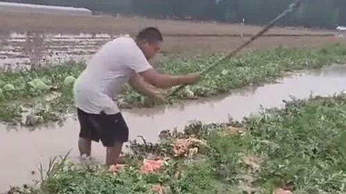 水泡瓜可以吃吗,美味可口的食用指南