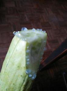 水泡瓜可以吃吗,美味可口的食用指南