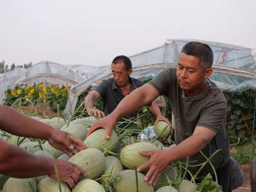 月溪村吃瓜,瓜香四溢的乡村生活画卷