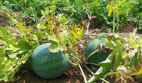 立秋不宜吃瓜吗,为何不宜多吃瓜果？