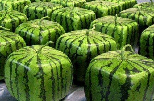 全潮汕都在吃的瓜