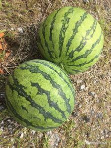 wifi看吃瓜,揭秘网络时代的娱乐潮流