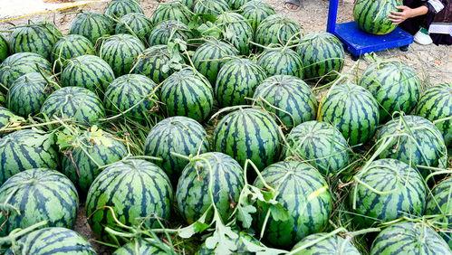 在外国吃洋瓜,一场味蕾的跨国探险