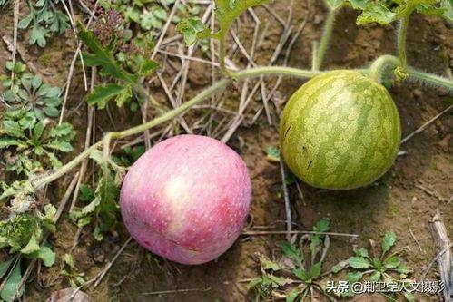 在外国吃洋瓜,一场味蕾的跨国探险