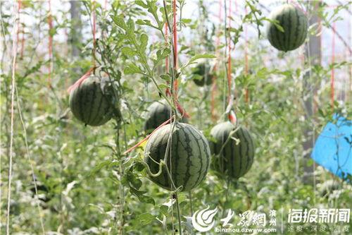 垦利吃瓜事件视频,一场网络热议的瓜田奇谈