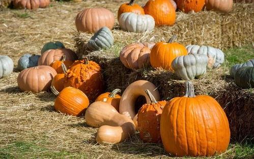 户外吃瓜的作品,一场别开生面的夏日盛宴