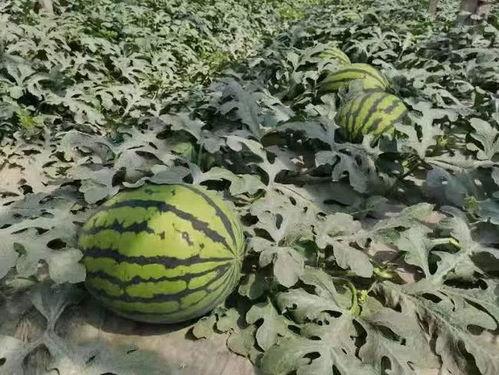 寿光西城吃瓜群众,吃瓜群众的夏日盛宴