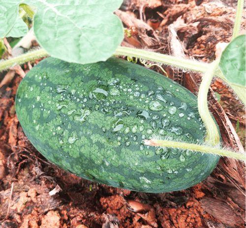 莆田吃瓜新闻,揭秘当地热点事件背后的真相与争议