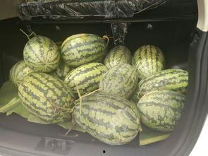 搬凳吃瓜看戏,共享人间百态——搬凳吃瓜看戏的欢乐时光