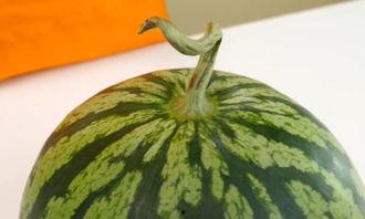 吃瓜圆圈圈,网络热议背后的真相与趣味