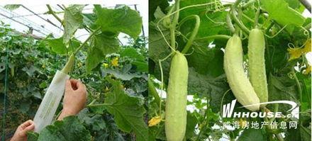 青海吃瓜网,带你领略大美青海的独特风味