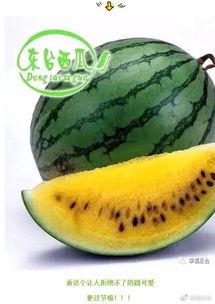 邹平明集吃瓜,揭秘吃瓜背后的文化现象