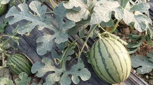 邹平明集吃瓜,揭秘吃瓜背后的文化现象