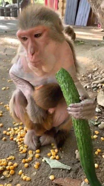 猴吃瓜表演,趣味横生的动物表演盛宴