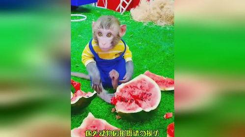猴吃瓜表演,趣味横生的动物表演盛宴
