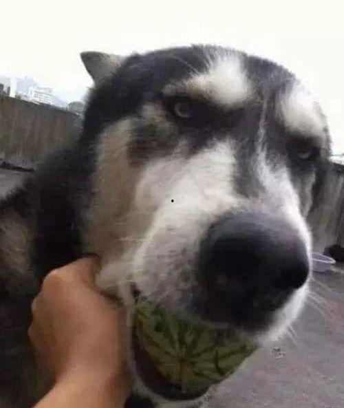 吃瓜养狗,揭秘宠物与美食的和谐共处之道