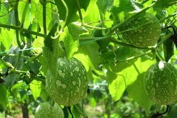 吊瓜怎么吃效果最好,最佳食用方法解锁健康益处