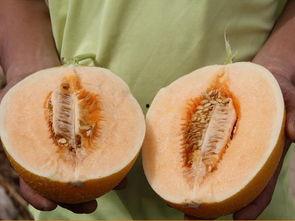 吃头孢可以吃蜜瓜嘛,安全食用的注意事项