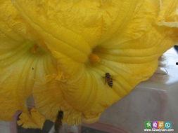 南瓜花带小瓜怎么吃,南瓜花带小瓜的多样美味烹饪法