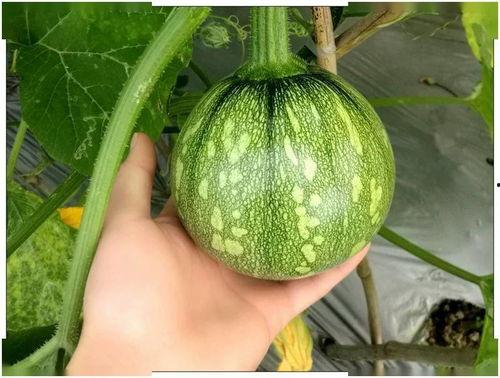 小沫沫吃瓜,揭秘娱乐圈那些不为人知的幕后故事