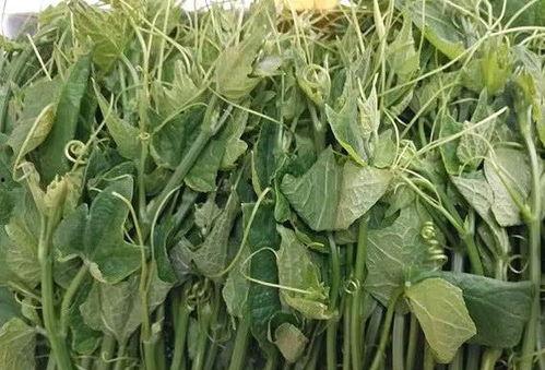 女人吃佛手瓜丰胸,天然丰胸秘籍大公开