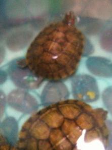 乌龟吃瓜子皮还是吃瓜