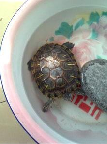 乌龟吃瓜子皮还是吃瓜