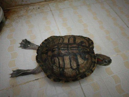 乌龟吃瓜子皮还是吃瓜